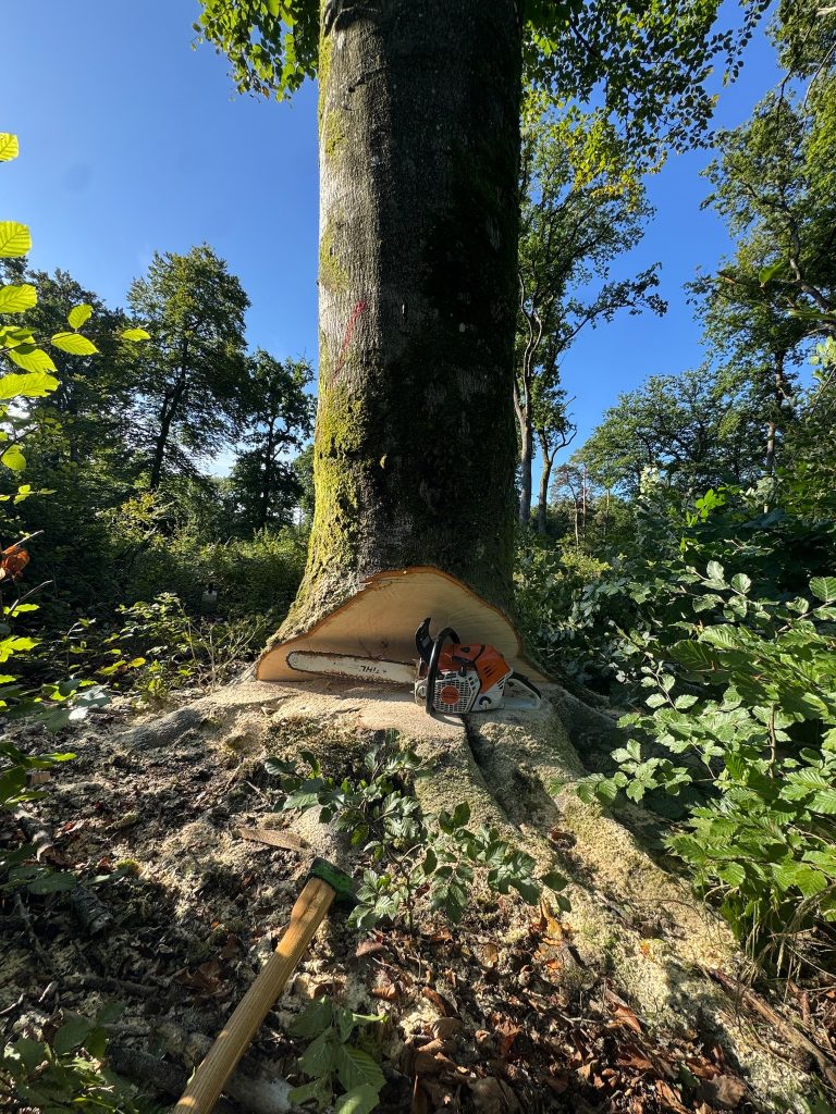 Bucheronnage exploitation forestière