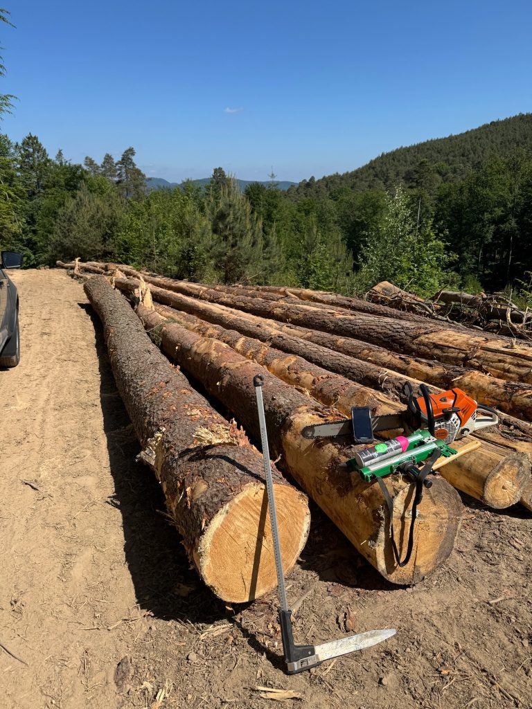 bucheronnage exploitation forestière