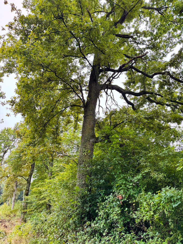 cablage debardage forestier