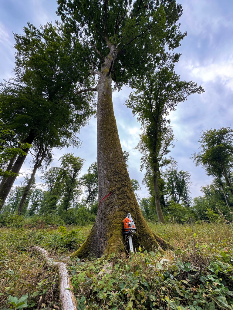 dégagement de plantation dégagement en plein