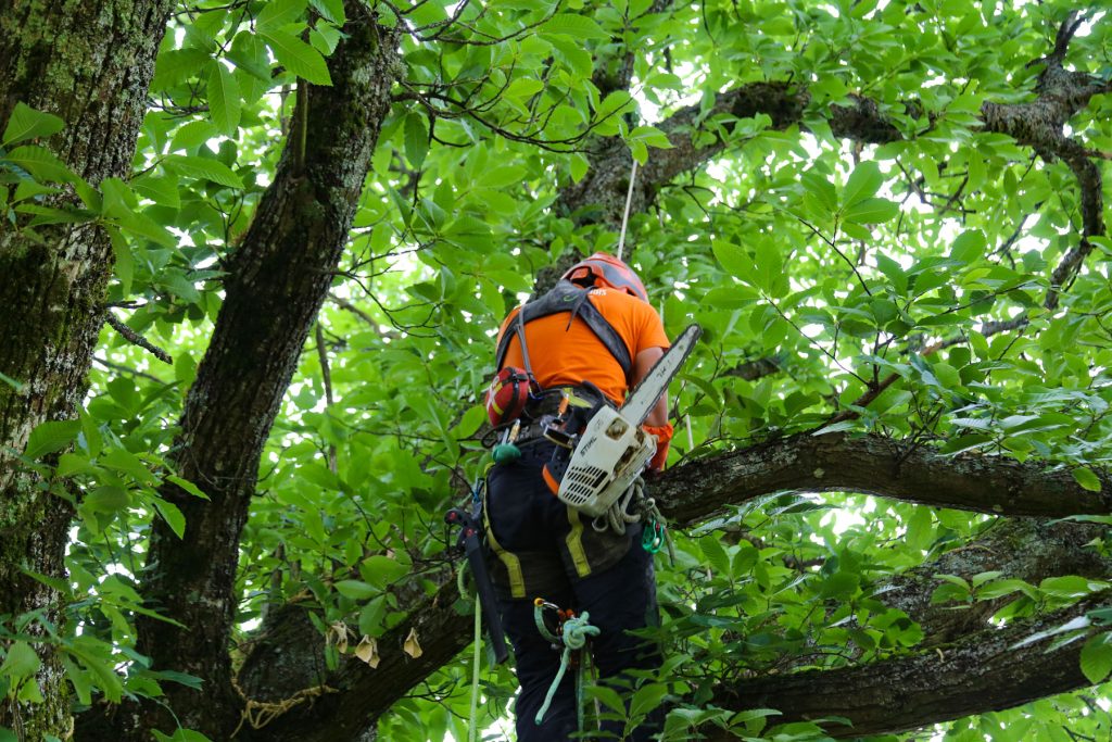 Elagage Alsace Lorraine Grimpeur des bois