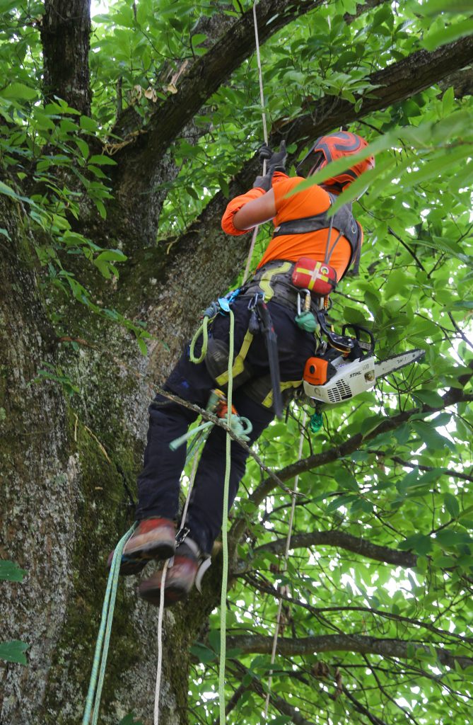 Elagage Alsace Lorraine Grimpeur des bois
