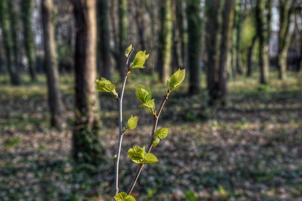 plantation arbres alsace lorraine